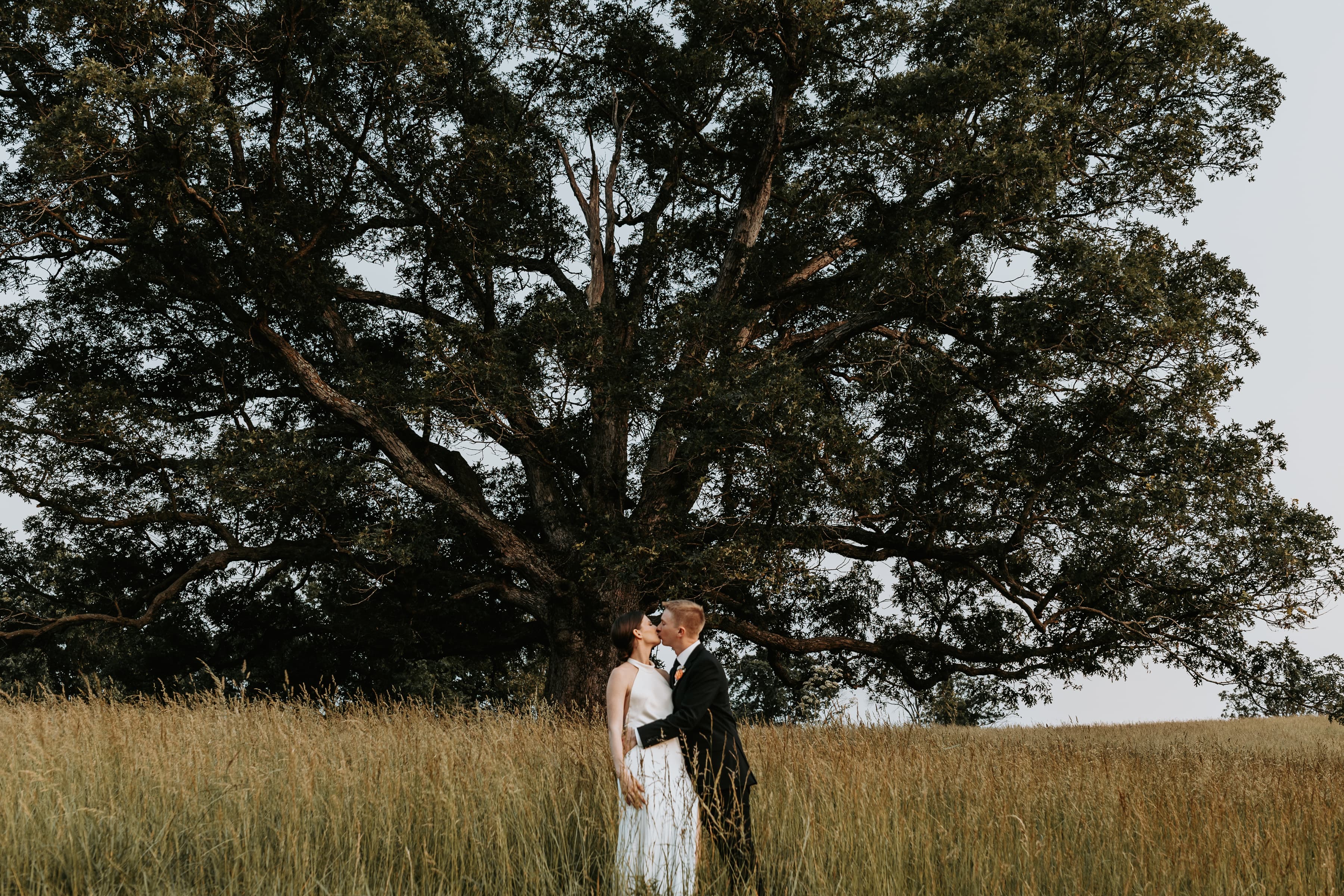 A couple shares a kiss in a field, framed by a large tree.